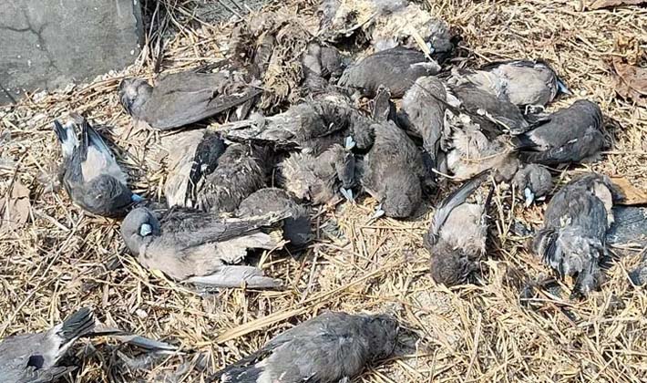 বেনাপোল কার্গো ইয়ার্ডে বৈদ্যুতিক শকে অসংখ্য পাখির মৃত্যু